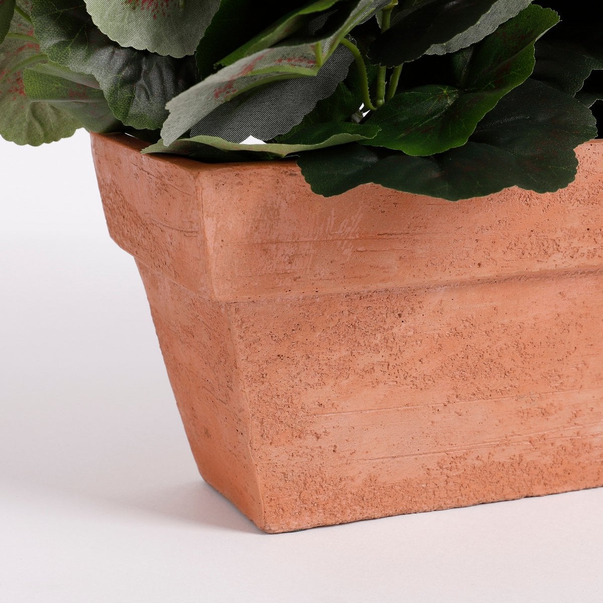 Plante Géranium Rose sur fond neutre mettant en valeur sa couleur