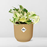 Plante Epipremnum Pinnatum Happy Leaf avec cache-pot jaune