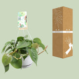 Philodendron Climbing - Ø1117cm - ↕20cm