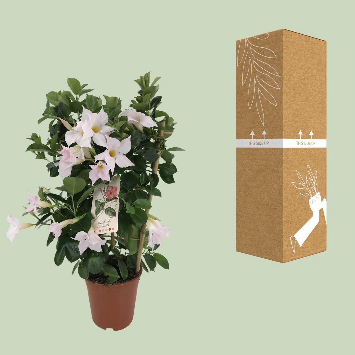 Mandevilla Sundaville Classic White Rek sur un fond neutre