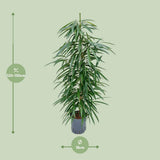 Ficus binnendijkii 'alii' (hydro) - Ø18cm - ↕110cm