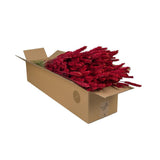 Fleurs séchées - Blé (Triticum) - Rouge - 4 bottes - ↕60cm