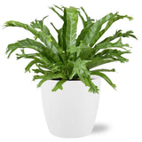 Begonia Nest Crissie avec pot en résine blanc