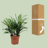 Dracaena Anita - Ø17cm - ↕45cm