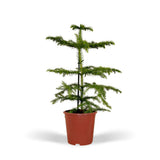 Plante Araucaria pin de chambre Ø14 cm hauteur 40 cm