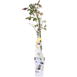 3x - Rosa Crazy in Love 'Vanilla' - ↨65cm - Ø15