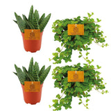 Lot de 4 plantes artificielles Aloe et Peperomia orange