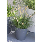 Pennisetum alopecuroides 'Hameln' - Ø19cm - ↕40cm - Ø19 - ↨40cm