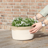 Pot de fleur campanule blanche avec panier coton et système d'arrosage
