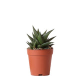 Plante succulente Haworthia limifolia en pot Ø9 cm