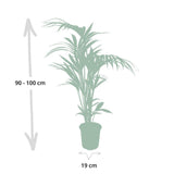 Howea Forstesiana - Kentiapalm - Ø18cm - ↕100cm