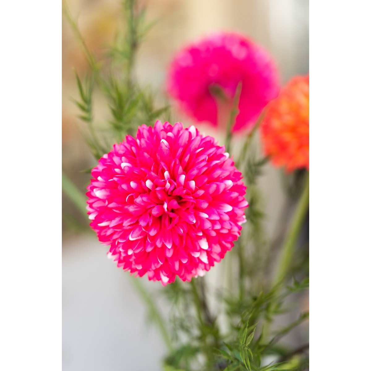 Détail de la plante J-Line avec fleurs roses et feuillage