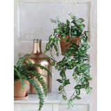Plante artificielle suspendue Fittonia Vert