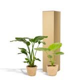 Duo de plantes tropicales vertes