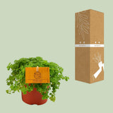 Plante aluminium Pilea 12 cm