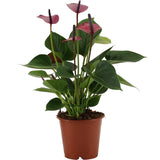 Anthurium bébé violet en manche transparente - Ø12cm - ↕36cm