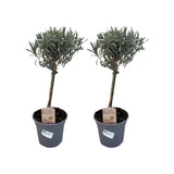 Lavandula Angustifolia Stam - 2 pièces - Ø14cm - ↕45cm