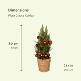 Picea glauca conica - Ø21cm - ↕80cm - rouge - Ø21 - ↨80cm