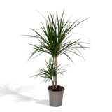 Dracaena marginata - Dragonnier - Ø17cm - ↕70cm
