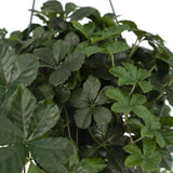 Parthenocissus Striatha Hang - Vigne vierge - Ø15cm - ↕15cm