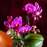 Lot de 2 orchidées violettes en pot Como avec réservoir d'eau