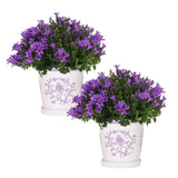 Lot de 2 campanulas Addenda violettes en pot 12 cm