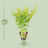 Acer Palmatum en vert - Ø15cm - ↕30cm