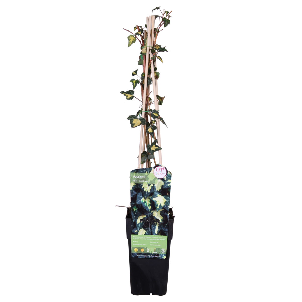 Hedera Helix 'Goldheart' - Ø15cm - ↕65cm