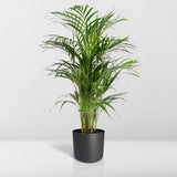 Dypsis Lutescens - Palmier Areca - Ø21cm - ↕110cm