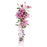 Plante Clematis Giselle rose 15 cm