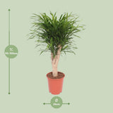 Dracaena Reflexa Anita - Ø24cm - ↕100cm