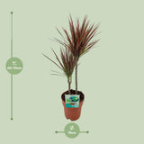 Plante Dracaena marginata bicolore Ø19 cm 70 cm