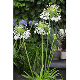 Agapanthus Fireworks - Ø23cm - ↕40cm - Ø23 - ↨40cm