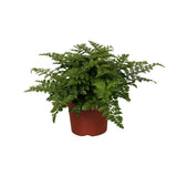 Begonia Parvati - Ø12cm - ↕25cm