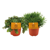 Tornado vert / Senecio Himalaya deux - 2 stuks - Ø10,5cm - ↕15cm