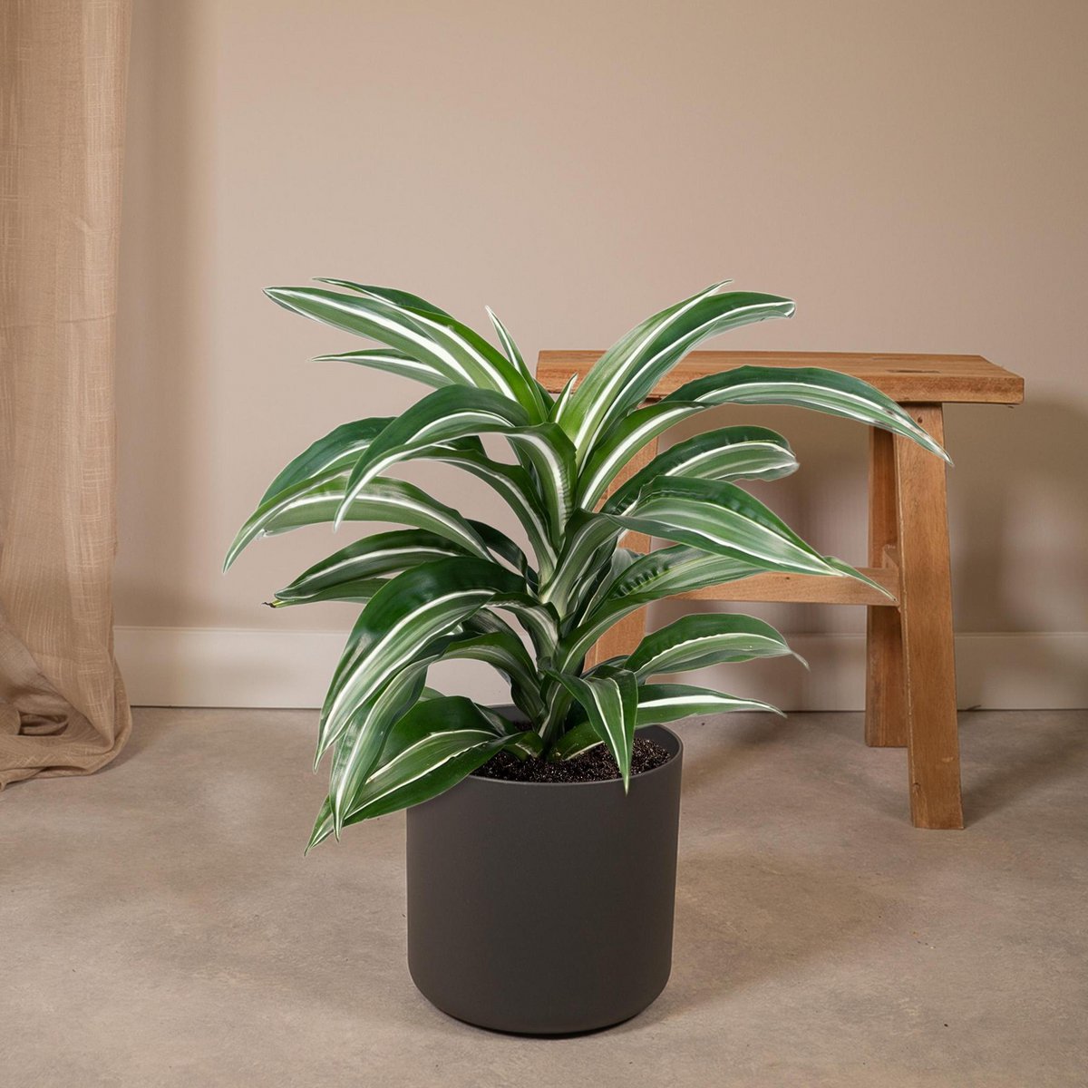 Dracaena Fragrans Fourrure Blanche - Dragonnier - Ø17cm - ↕50cm