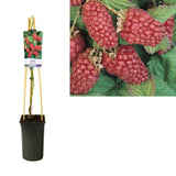 Rubus Loganberry + Light Label - Ø17cm - ↕75cm