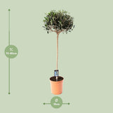 Olive olea - Ø19cm - ↕80cm