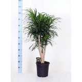 Dracaena Réfl. Anita - Ø24cm - ↕90cm