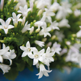 Vue rapprochée du pot décoratif Campanula Addenda Ambella White