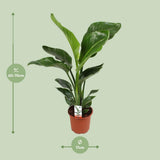 Nicolai Strelitzia - Ø17cm - ↕70cm