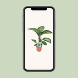 Dieffenbachia Seguine Snow tropique - Ø19cm - ↕70cm