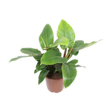 Plante Philodendron Imperial vert