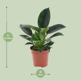 Philodendron Ø12 cm H25 cm