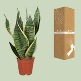 Sansevieria trifasciata Futura Superba dans un intérieur moderne