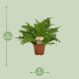 Blechnum Silver Lady - Ø17 cm - 50 cm