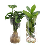 Verre cylindre Duo Monstera/Clusia - 2 pièces - Ø12cm - ↕25-40cm
