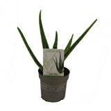 Plante Aloé vera en pot Ø10,5 cm hauteur 30 cm