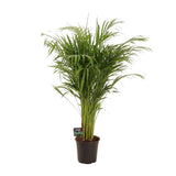 Plante naturelle Dypsis lutescens en pot Ø21 cm
