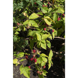 Rubus fruticosus 'Black Satin' sans épines Ø13 cm hauteur 45 cm
